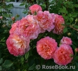 Augusta Luise Augusta Luise