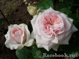 Claire Rose Claire Rose