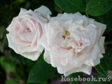 Claire Rose Claire Rose