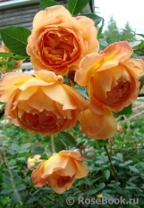 Lady of Shalott Lady of Shalott