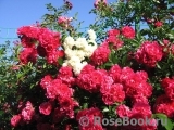 Excelsa Excelsa