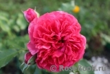 Rosarium Uetersen Rosarium Uetersen