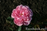 Schone Elise Schone Elise