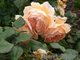 Crown Princess Margareta® Crown Princess Margareta®