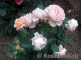 Garden of Roses Garden of Roses