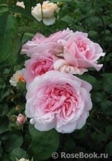 Eglantyne® Eglantyne®