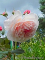 A Shropshire Lad A Shropshire Lad