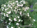 Ritausma Ritausma