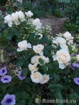 Cream Abundance Cream Abundance
