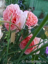 Abraham Darby Abraham Darby