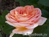 Abraham Darby Abraham Darby