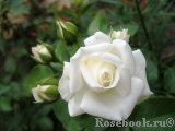 Alabaster Alabaster