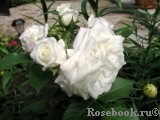 Alabaster Alabaster