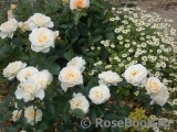 Cream Abundance Cream Abundance