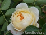Ginger Syllabub Ginger Syllabub