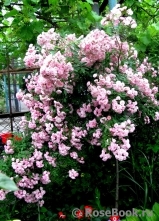 Heavenly Pink Heavenly Pink