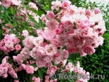 Heavenly Pink Heavenly Pink