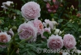 Strawberry Hill Strawberry Hill