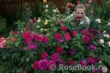 William Shakespeare 2000 William Shakespeare 2000