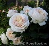 Crocus Rose® Crocus Rose®