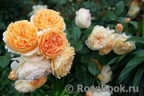 Crown Princess Margareta®