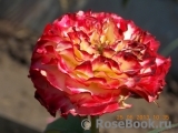 Spanish Dancer Spanish Dancer