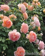 Lady of Shalott Lady of Shalott