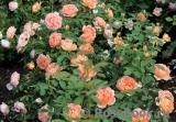Lady of Shalott Lady of Shalott