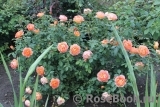 Lady of Shalott Lady of Shalott