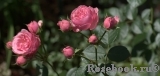 Pomponella Pomponella