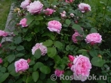 Mary Rose Mary Rose