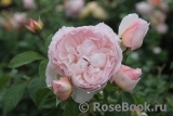 The Wedgwood Rose The Wedgwood Rose