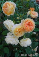 Crown Princess Margareta® Crown Princess Margareta®