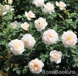Crocus Rose® Crocus Rose®