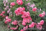 Rosarium Uetersen Rosarium Uetersen