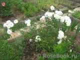 Schneewittchen Schneewittchen