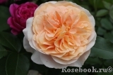 Sangerhauser Jubilaumsrose Sangerhauser Jubilaumsrose