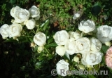 White Morsdag White Morsdag