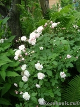 Blush Noisette Blush Noisette