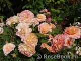 Augusta Luise Augusta Luise