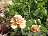 Julia's Rose Julia's Rose