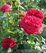 Rose des 4 Vents Rose des 4 Vents