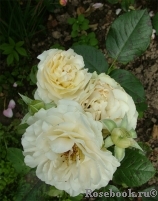 Lilian Baylis Lilian Baylis