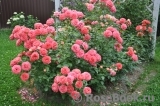 Sommersonne Sommersonne