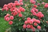 Sommersonne Sommersonne