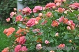 Sommersonne Sommersonne