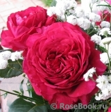 Rose des 4 Vents Rose des 4 Vents