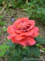 Victoriana Victoriana