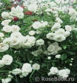 White Meidiland White Meidiland