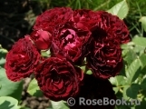 Red Sensation Red Sensation